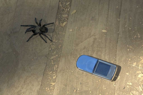 Chile, uno de los mayores exportadores de tarántulas en el mundo ...