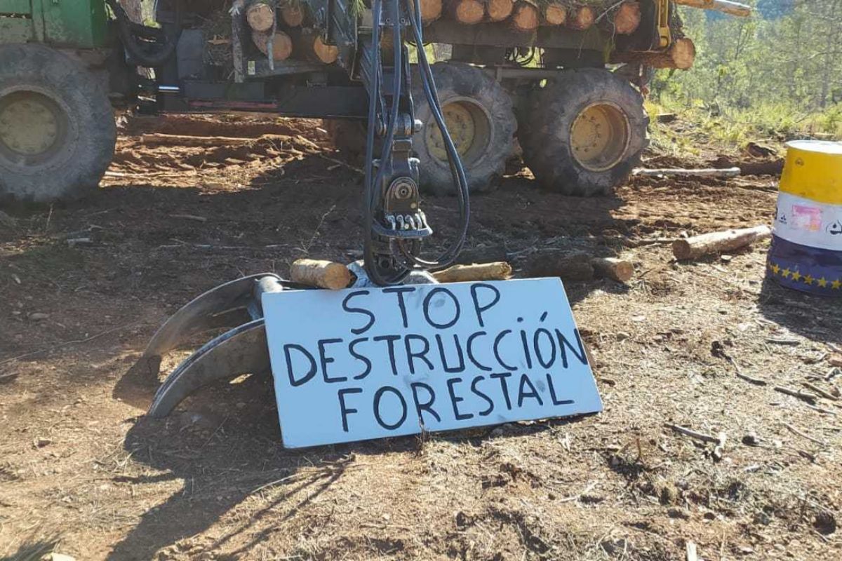 Manifestación y denuncias contra la tala indiscriminada de árboles en ...