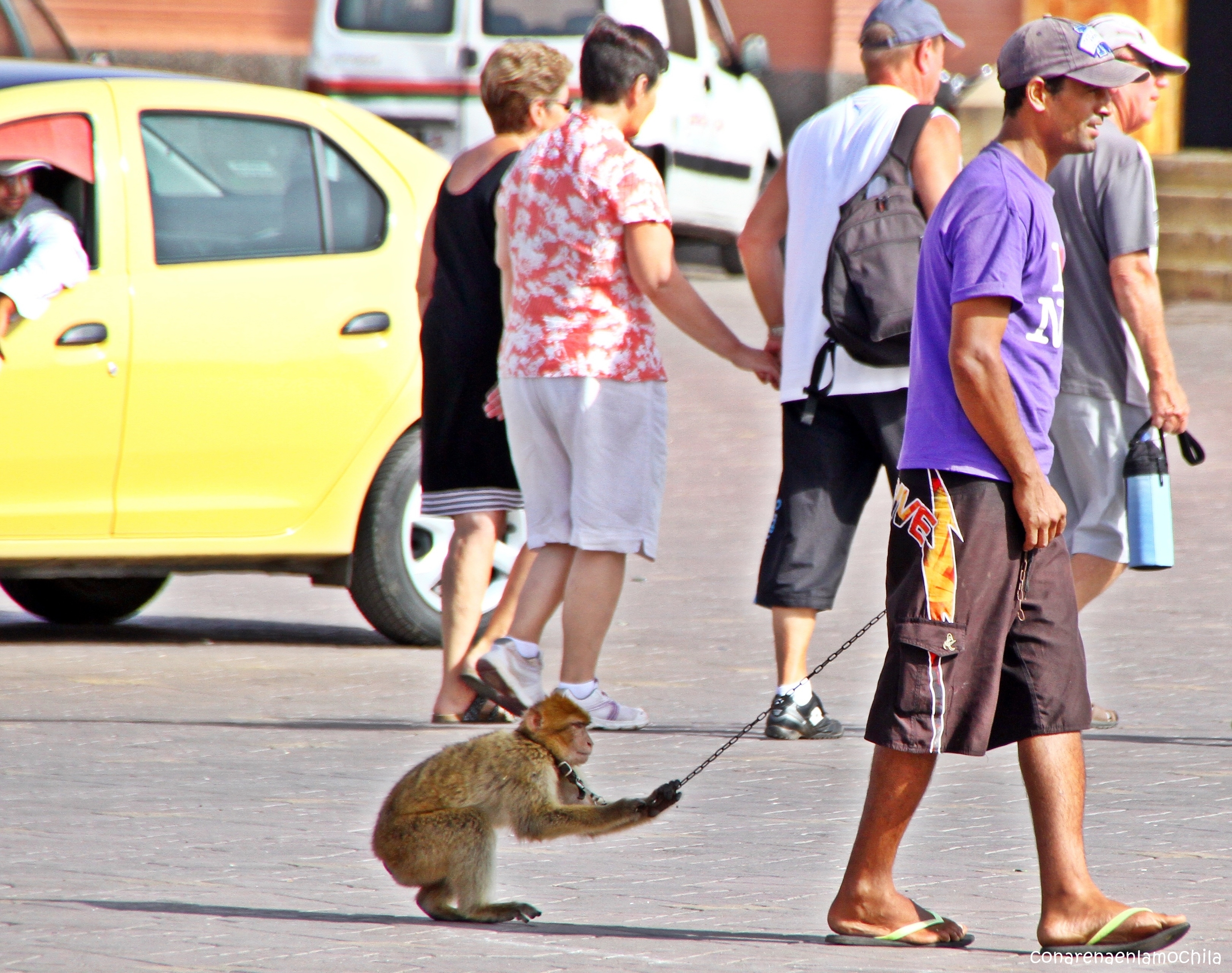 Uno de los macacos de Berbería de la Plaza Jemaa El-Fna de Marrakech agarra su atadura.