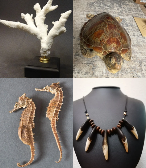 Capturas del portal de subastas Todocoleccion, donde los usuarios seleccionados pusieron en venta especies CITES muertas o partes de ellas.