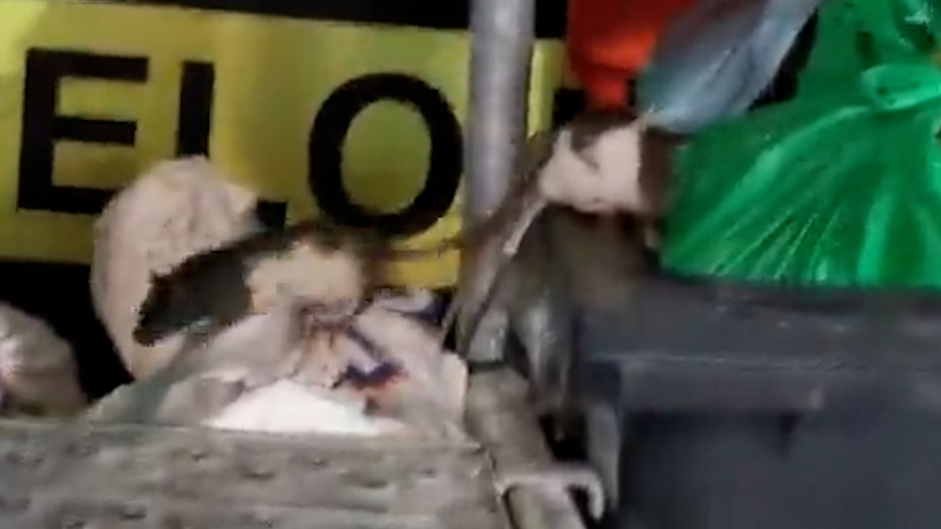 Alerta por la presencia de roedores en la Puerta del Sol | Madrid