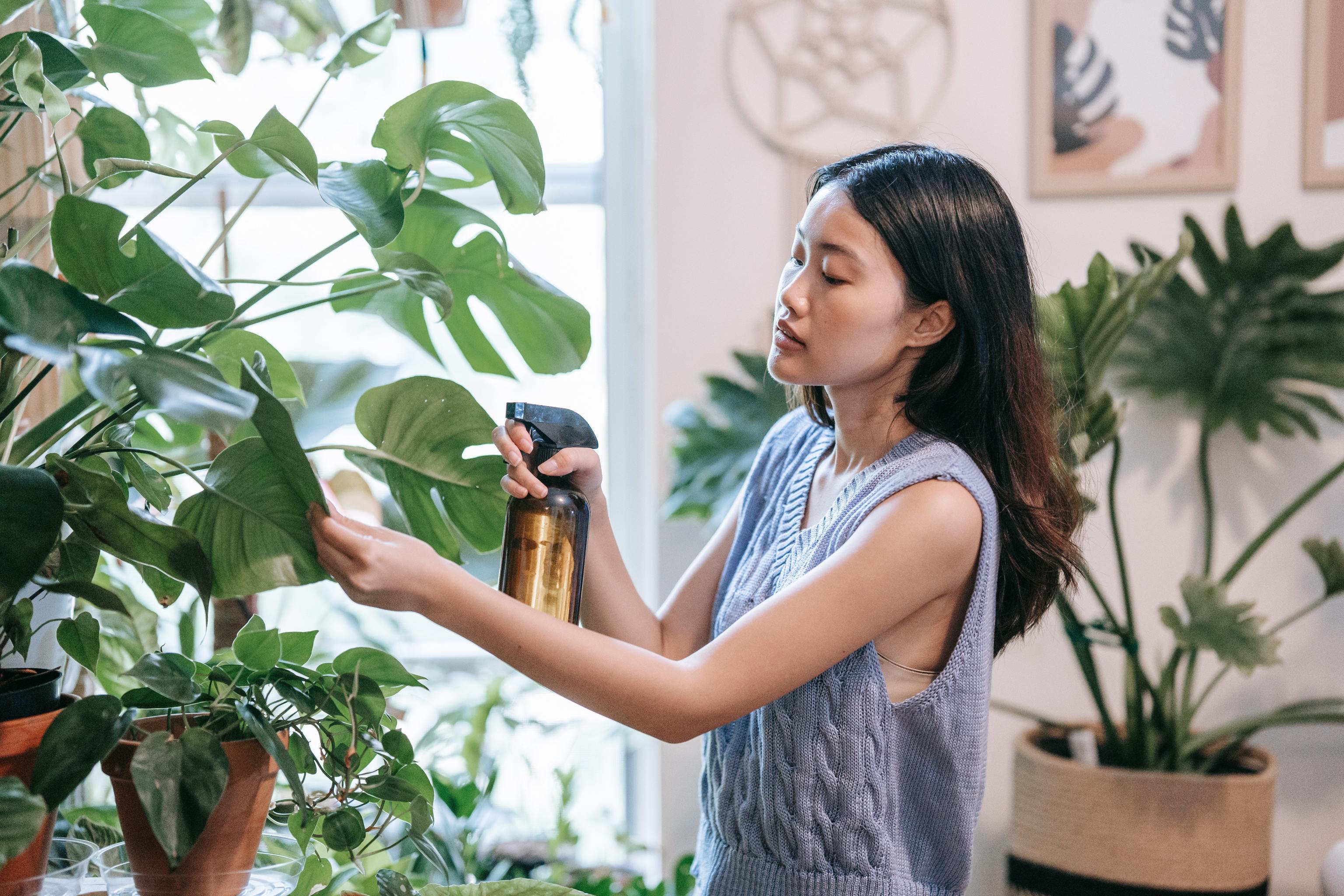 Monstera deliciosa o costilla de Adn: as la tienes que cuidar para que te  dure mucho tiempo | Lifestyle