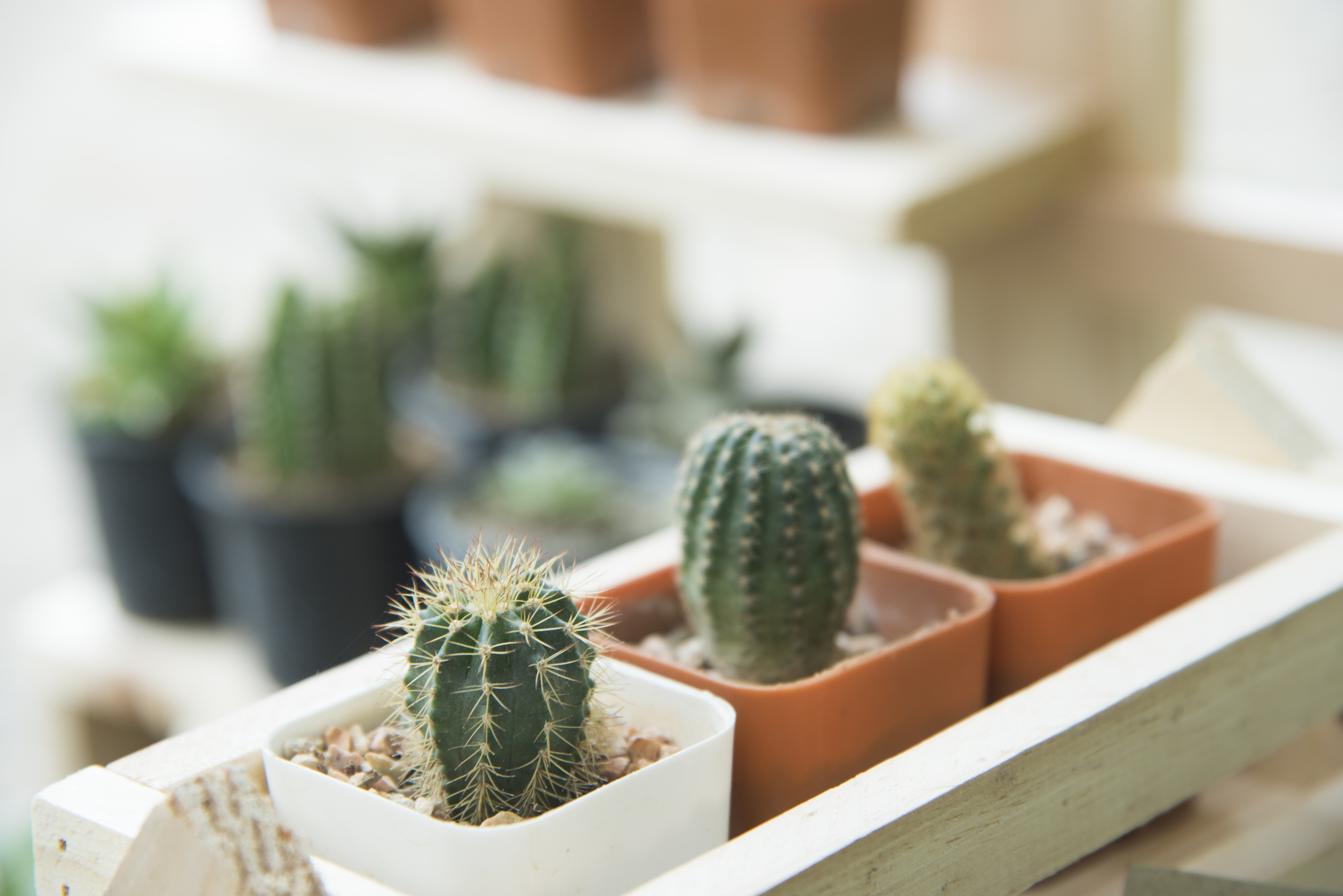 Cactus: cmo cuidarlos, tipos y todo lo que tienes que saber sobre esta  planta | Lifestyle