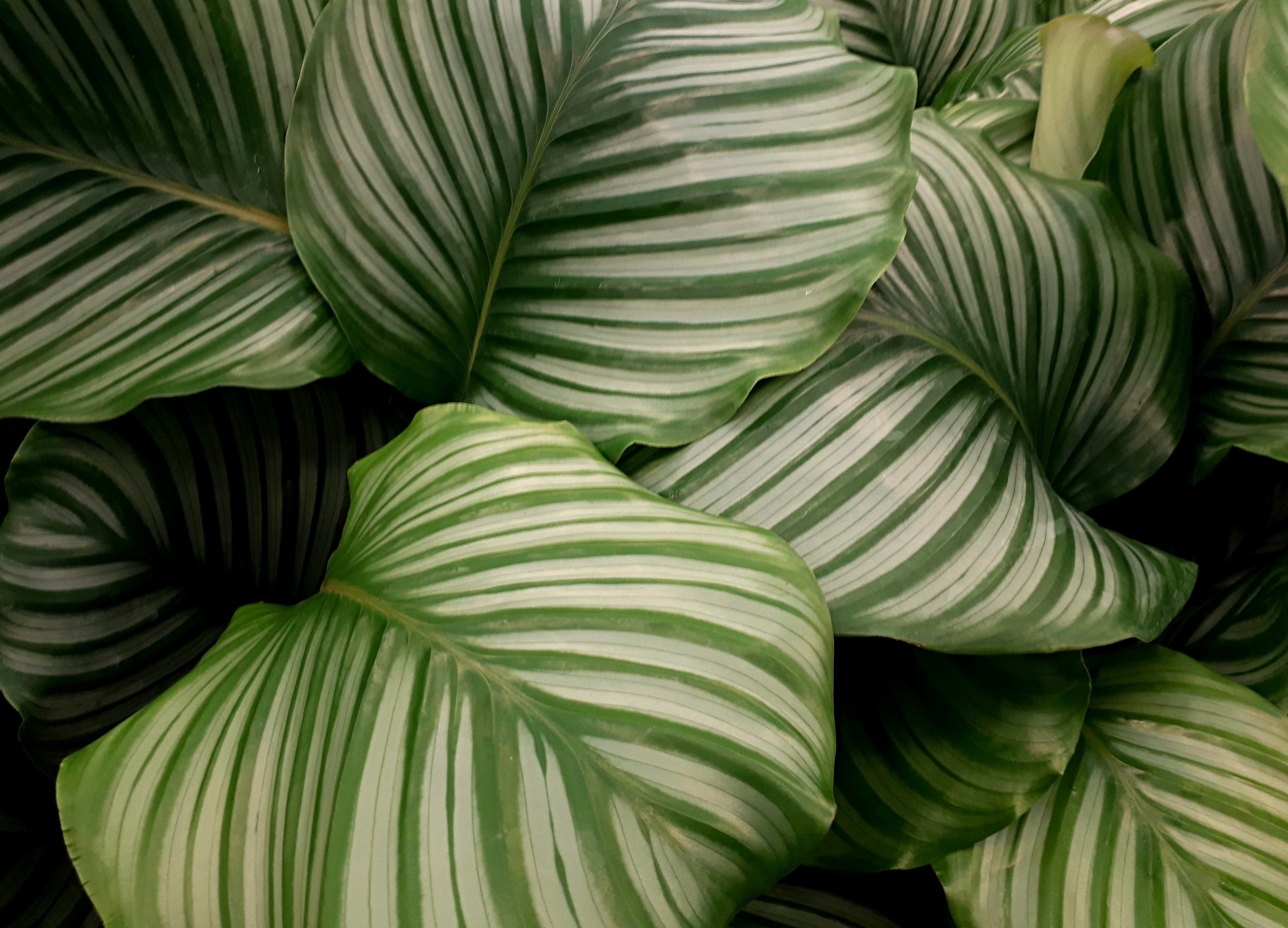 Calathea: tipos, cuidados y cmo hacer feliz a esta planta | Lifestyle