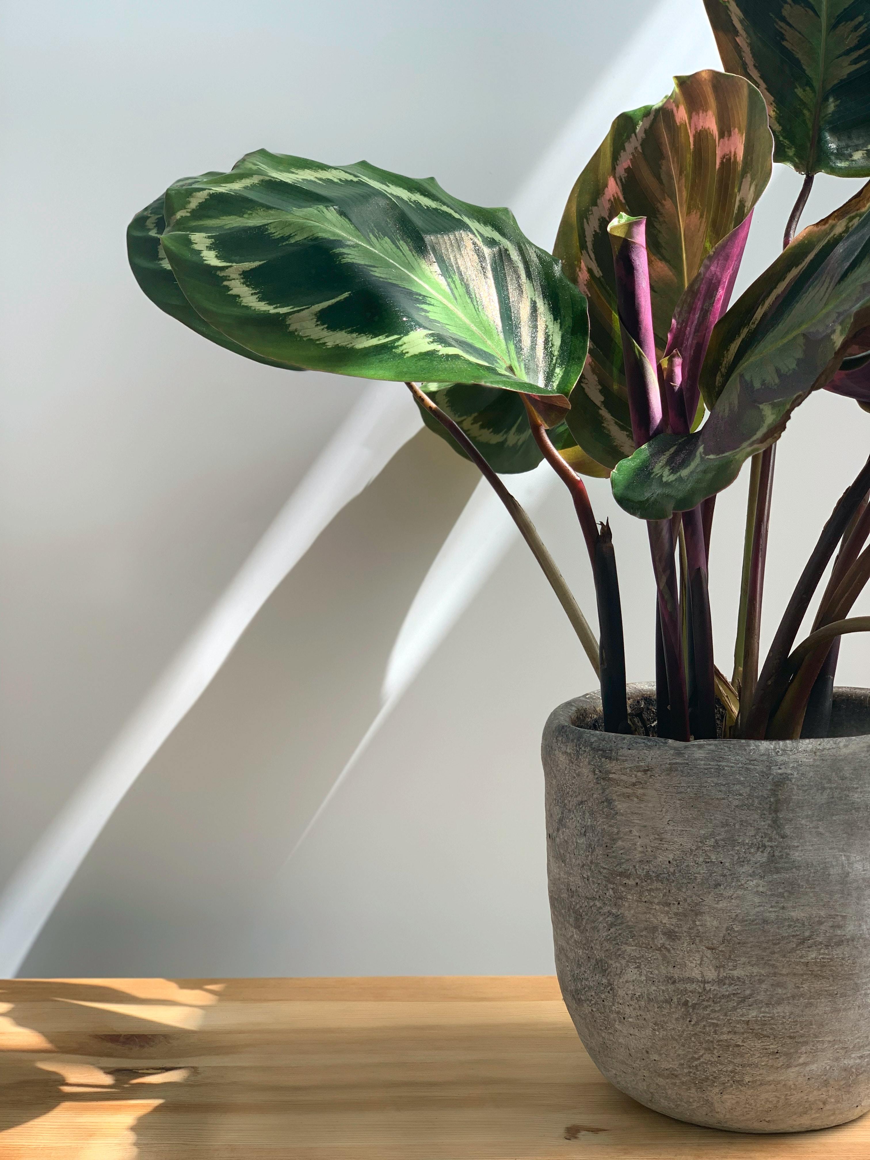 Calathea: tipos, cuidados y cmo hacer feliz a esta planta | Lifestyle