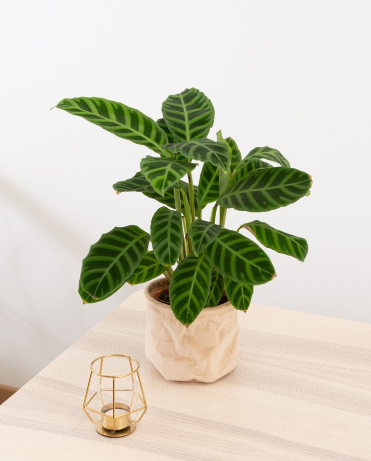 calathea white fusion care Calathea 'White Fusion'