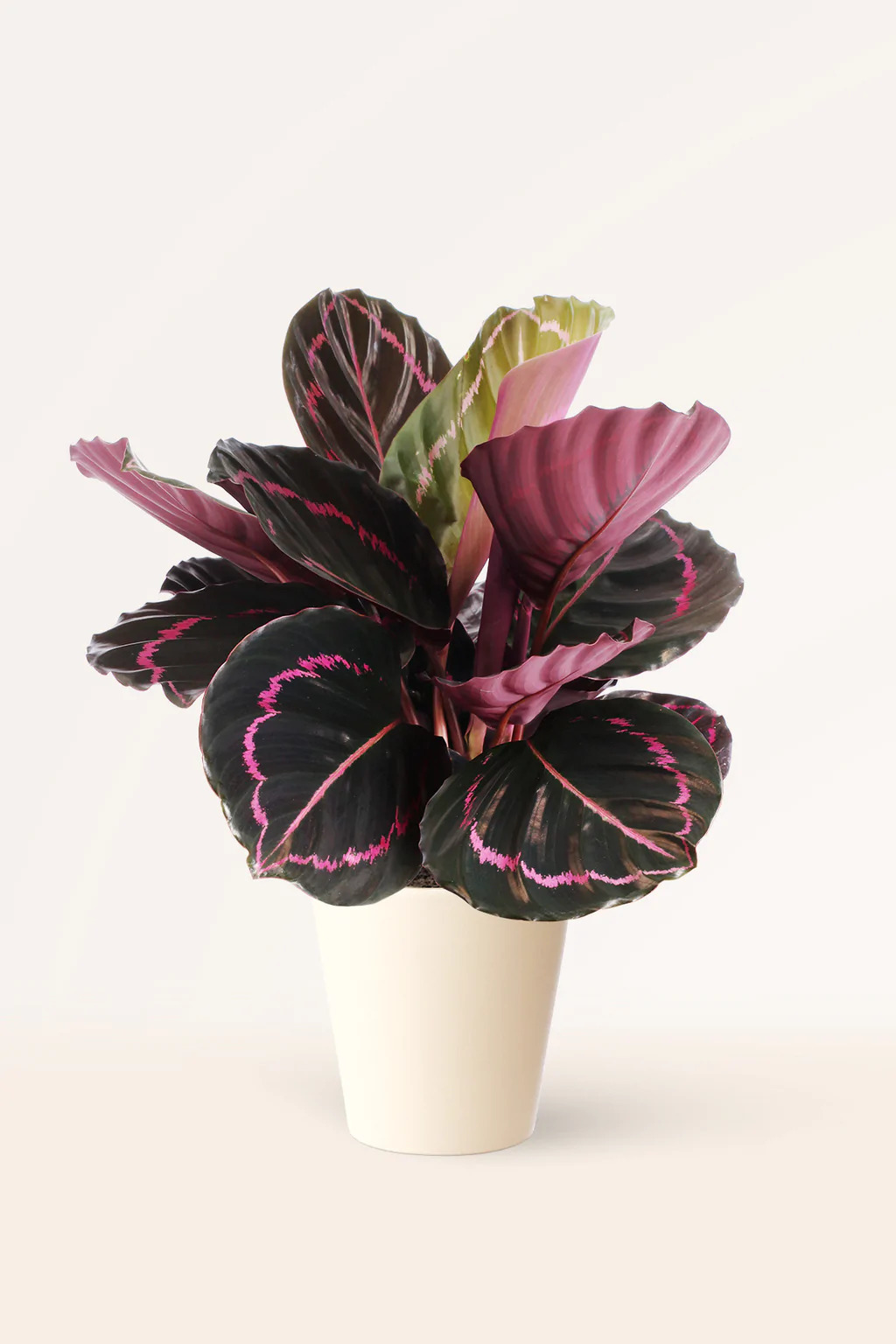 Calathea: tipos, cuidados y cmo hacer feliz a esta planta | Lifestyle