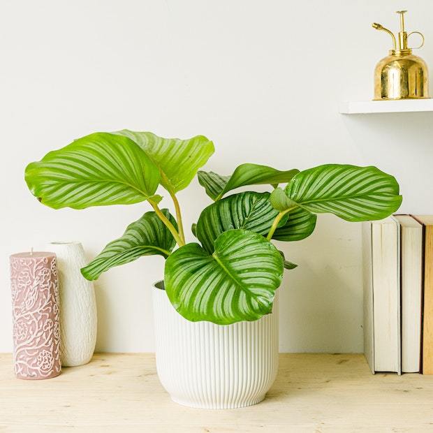 Calathea: tipos, cuidados y cmo hacer feliz a esta planta | Lifestyle