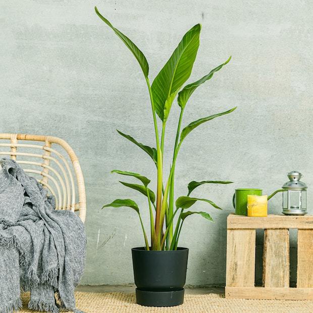 Planta Artificial De Flor Pjaro Paraso (Strelitzia) - Altura 35-40 Cm,  Maceta De Plstico 13cm - Decoracin