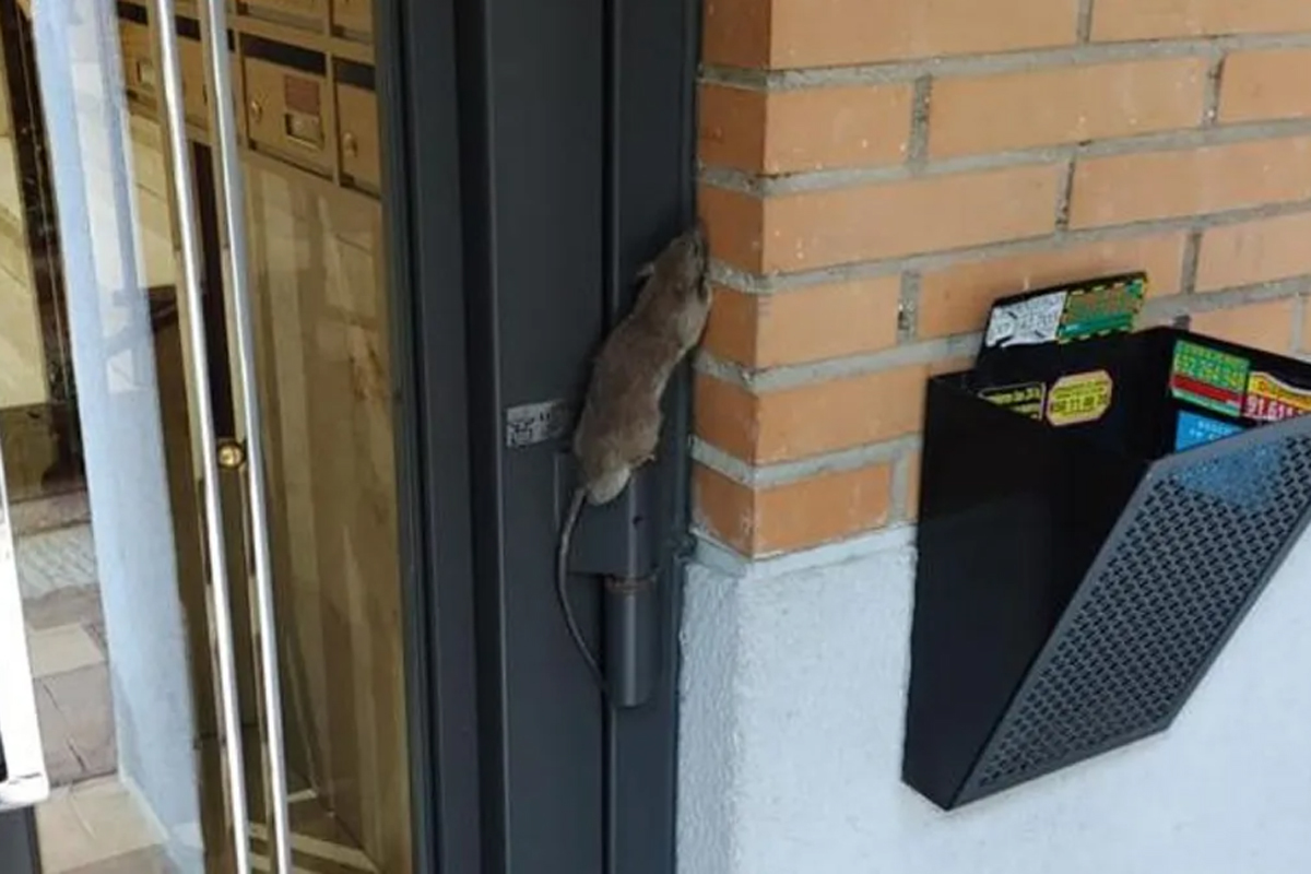 Los vecinos denuncian una plaga de ratas en Vallecas y en el barrio de ...