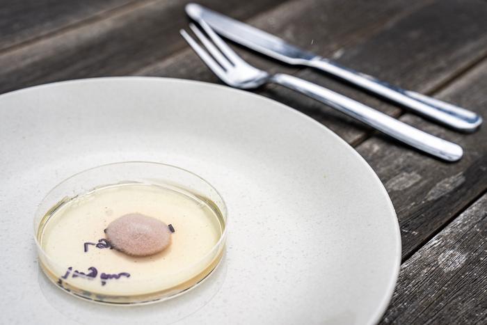 Cultivo de hongos editados genéticamente en un plato.