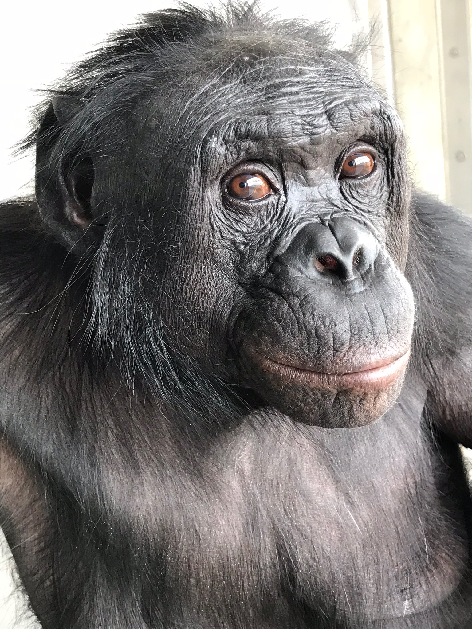 Büyük maymunların da hayal gücü olduğunu gösteren bonobo Kanzi