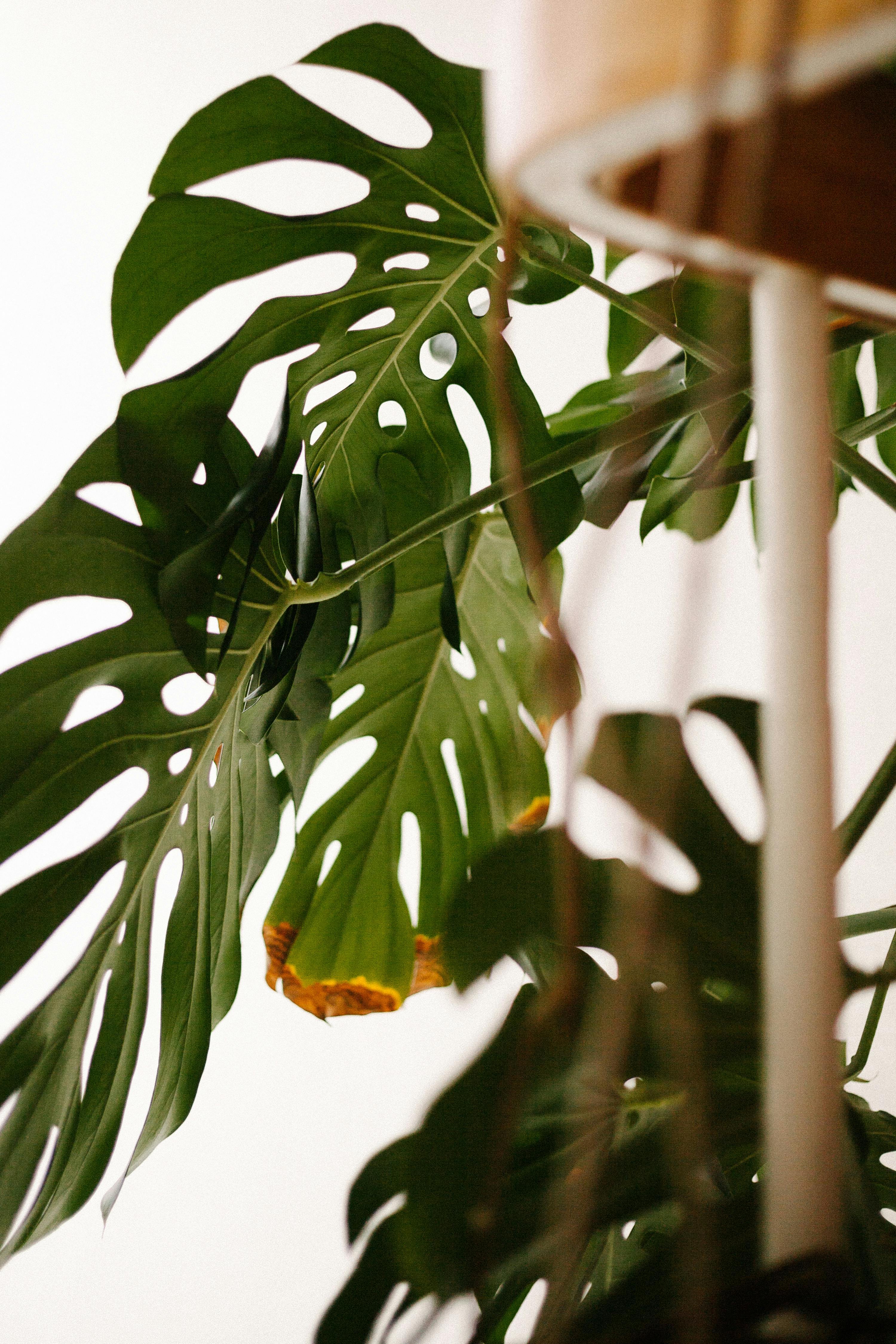 monstera obliqua price Monstera Obliqua Peru 4