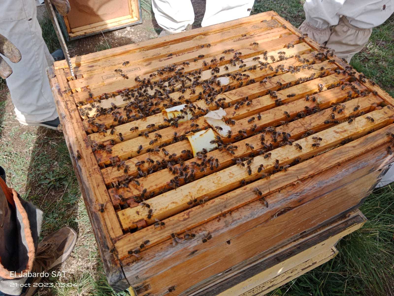 Otro de los paneles donde trabajan las abejas.