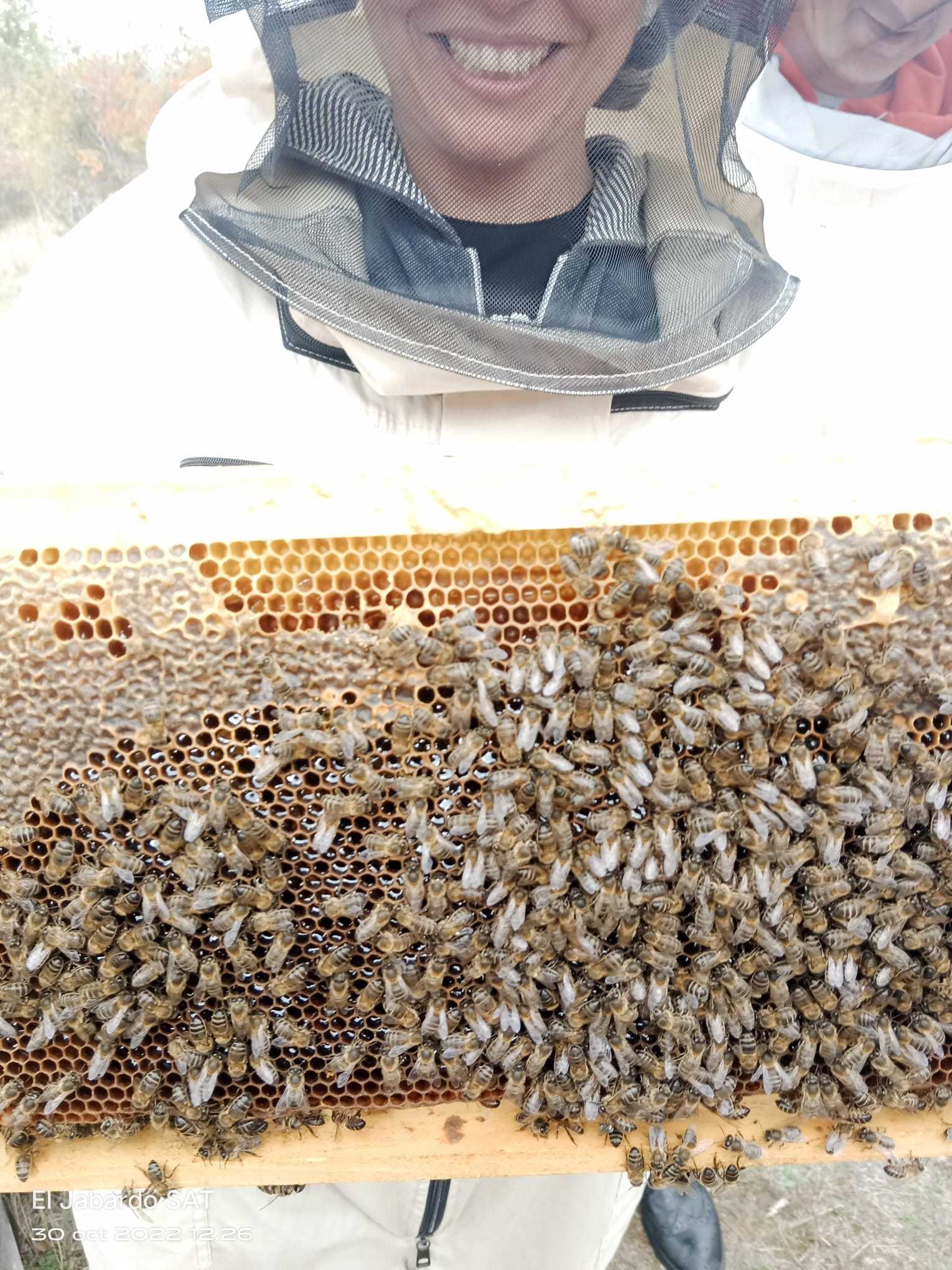 Las abejas, en su h�bitat.