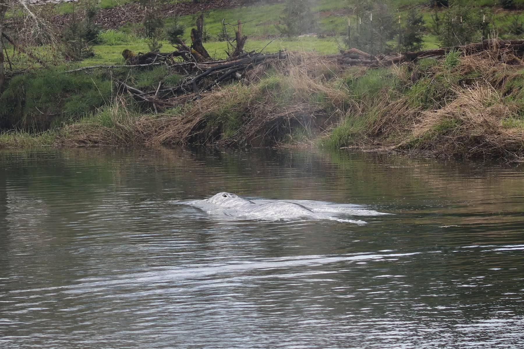 La ballena gris en el río Willapa.