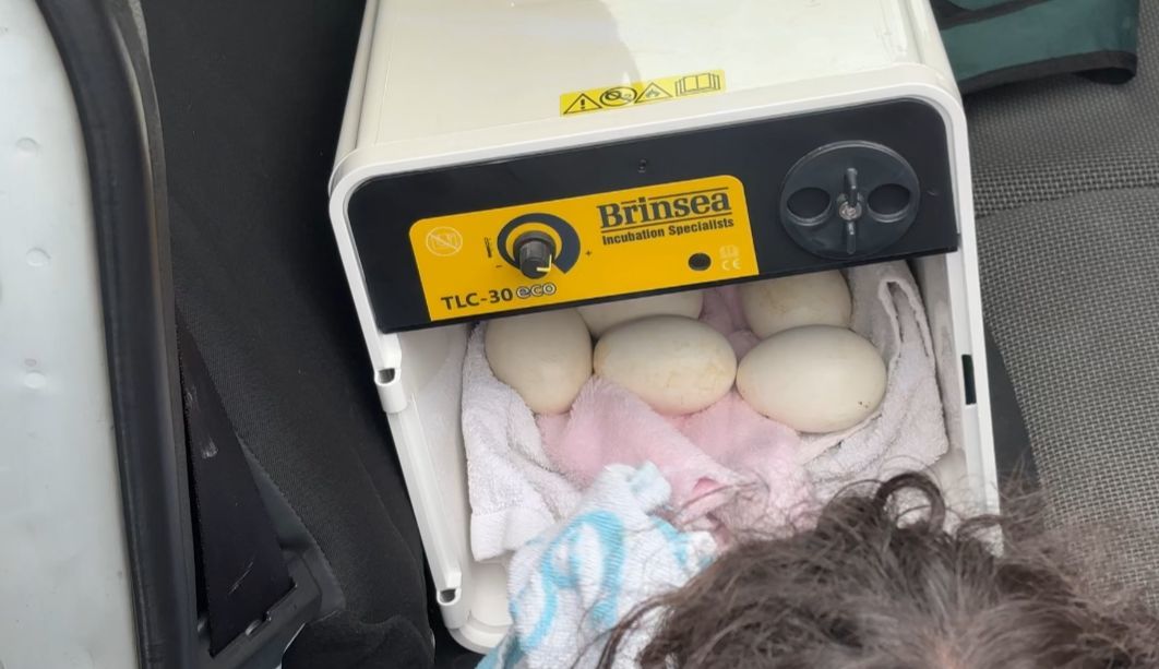 Los cinco huevos siendo introducidos en la incubadora.