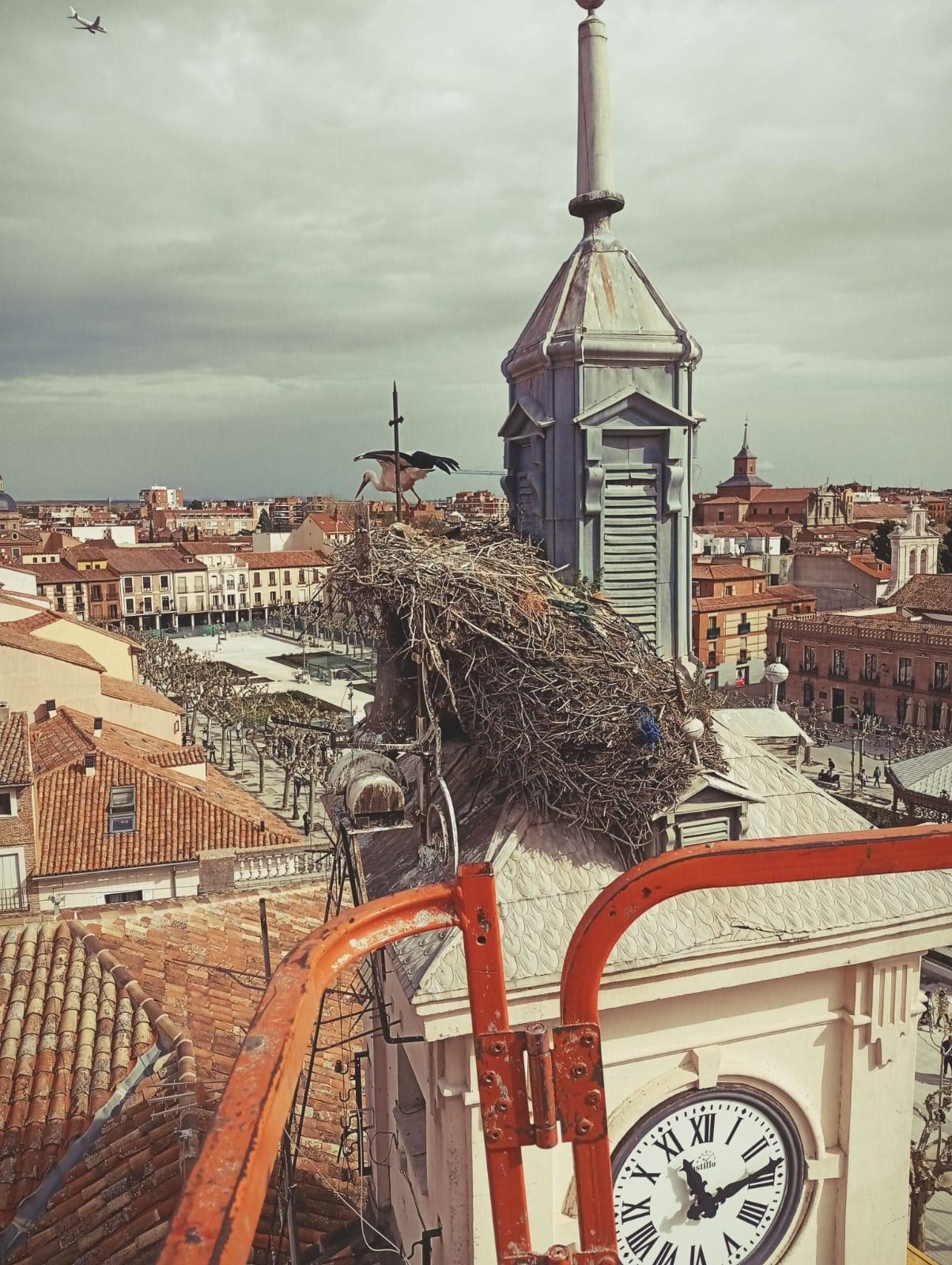 El nido en el techo de la torre de la casa consistorial