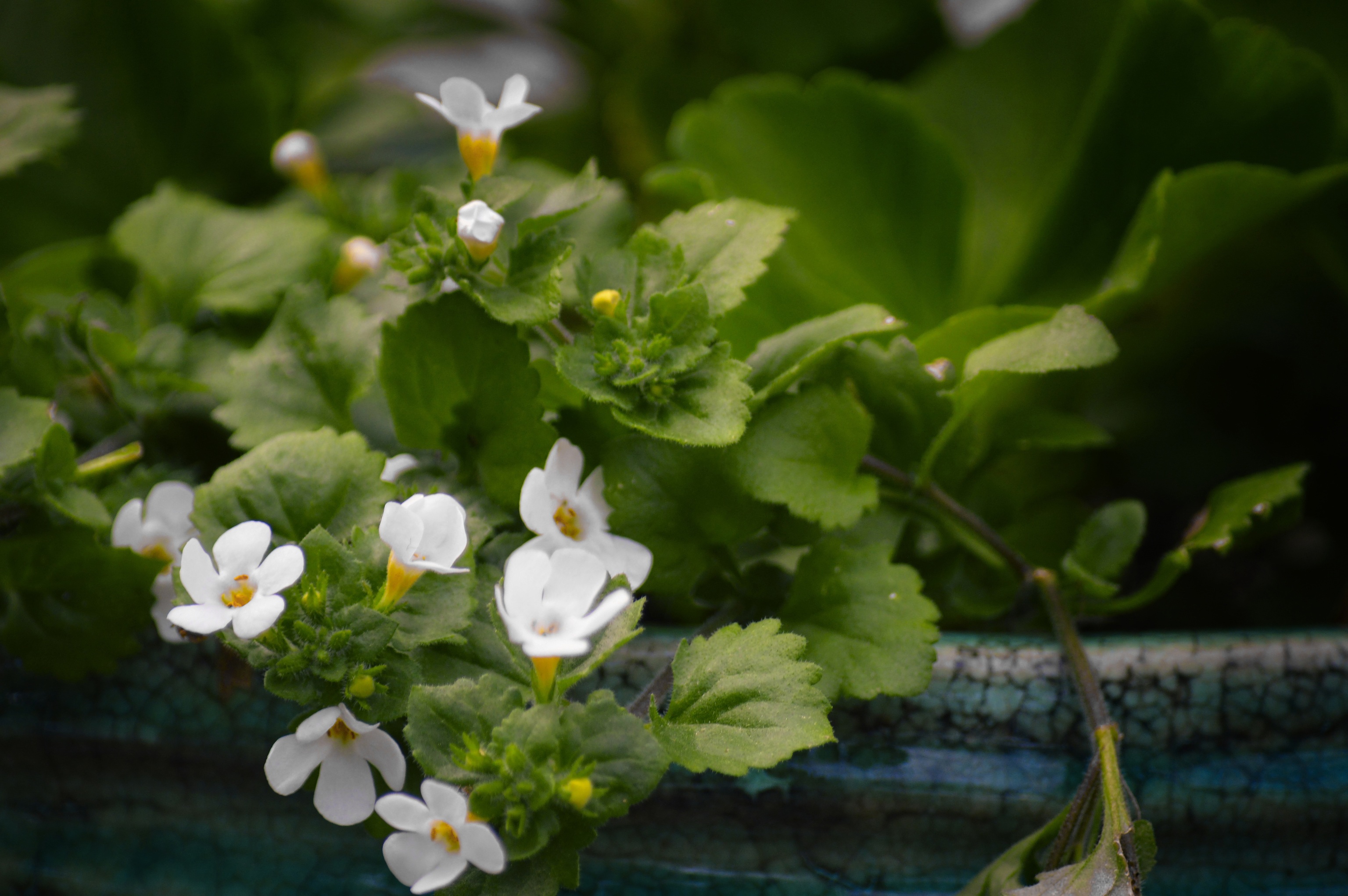 Secretos de la bacopa para que esta primavera sus flores blancas cubran por completo tus macetas de exterior