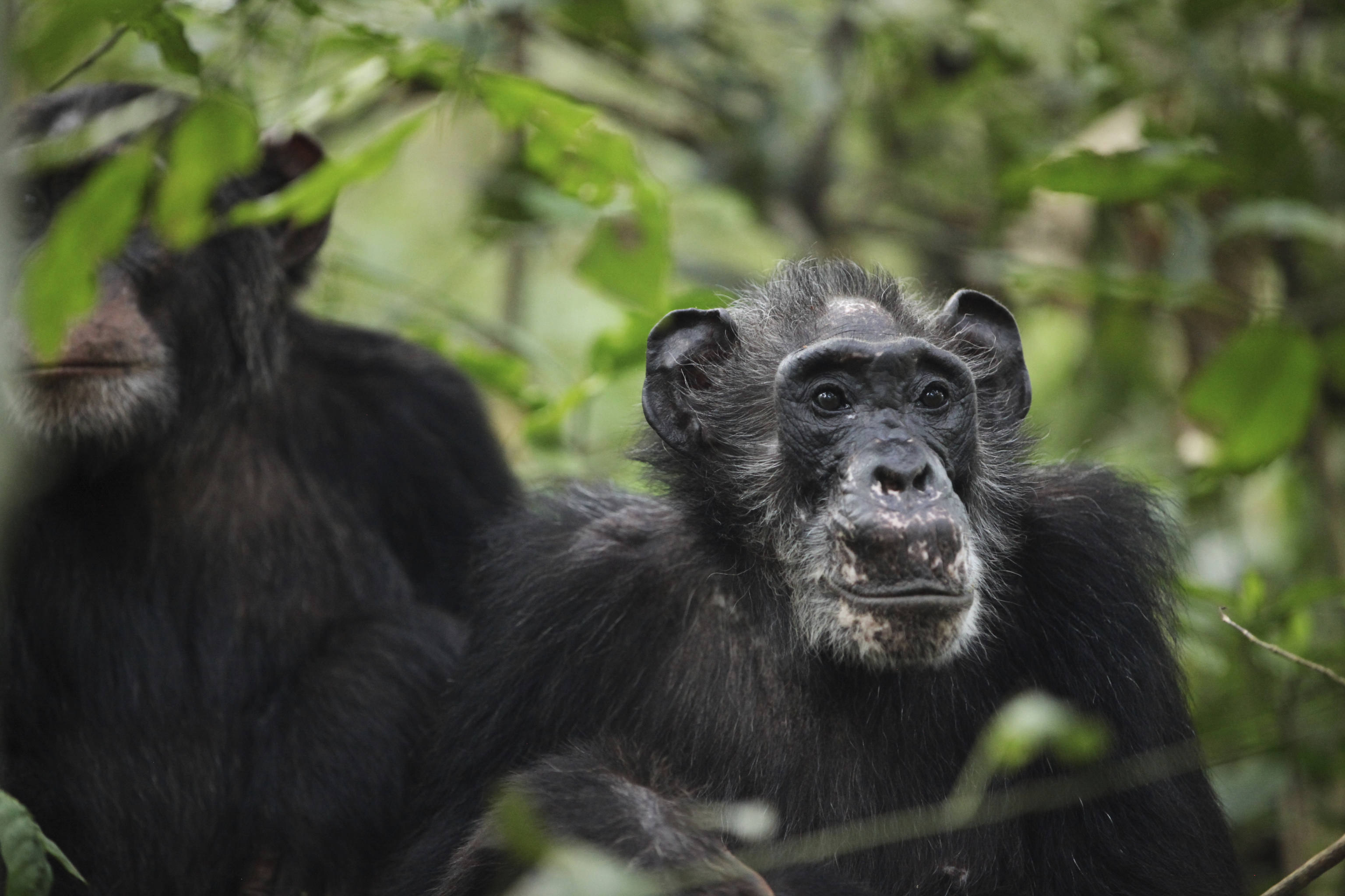Varios chimpancés de Ngogo en el Parque Nacional Kibale (Uganda).