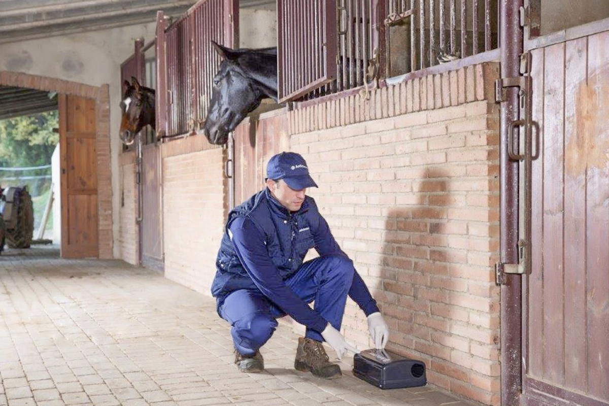 En barrios como la Barceloneta y zonas verdes donde la Rattus rattus ha ganado terreno.