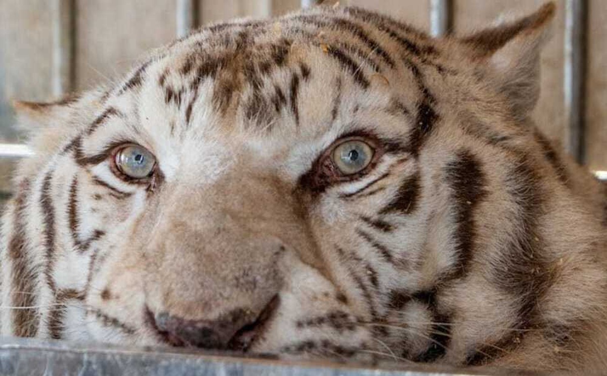 La organización se dedica a rescatar primates, tigres, y otros mamíferos.