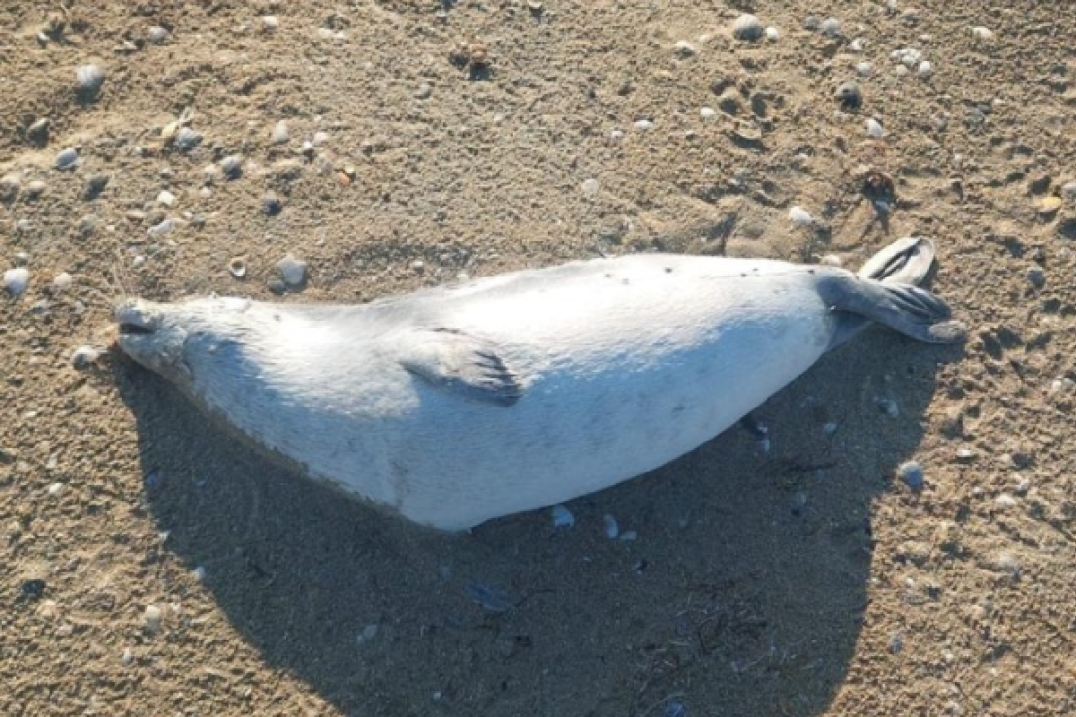 Una de las focas encontradas en Kazajist�n