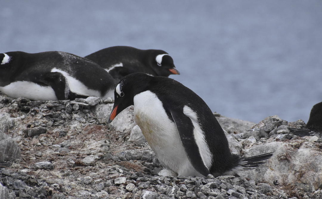 Los pingüinos acuden a la Isla Martillo a reproducirse.