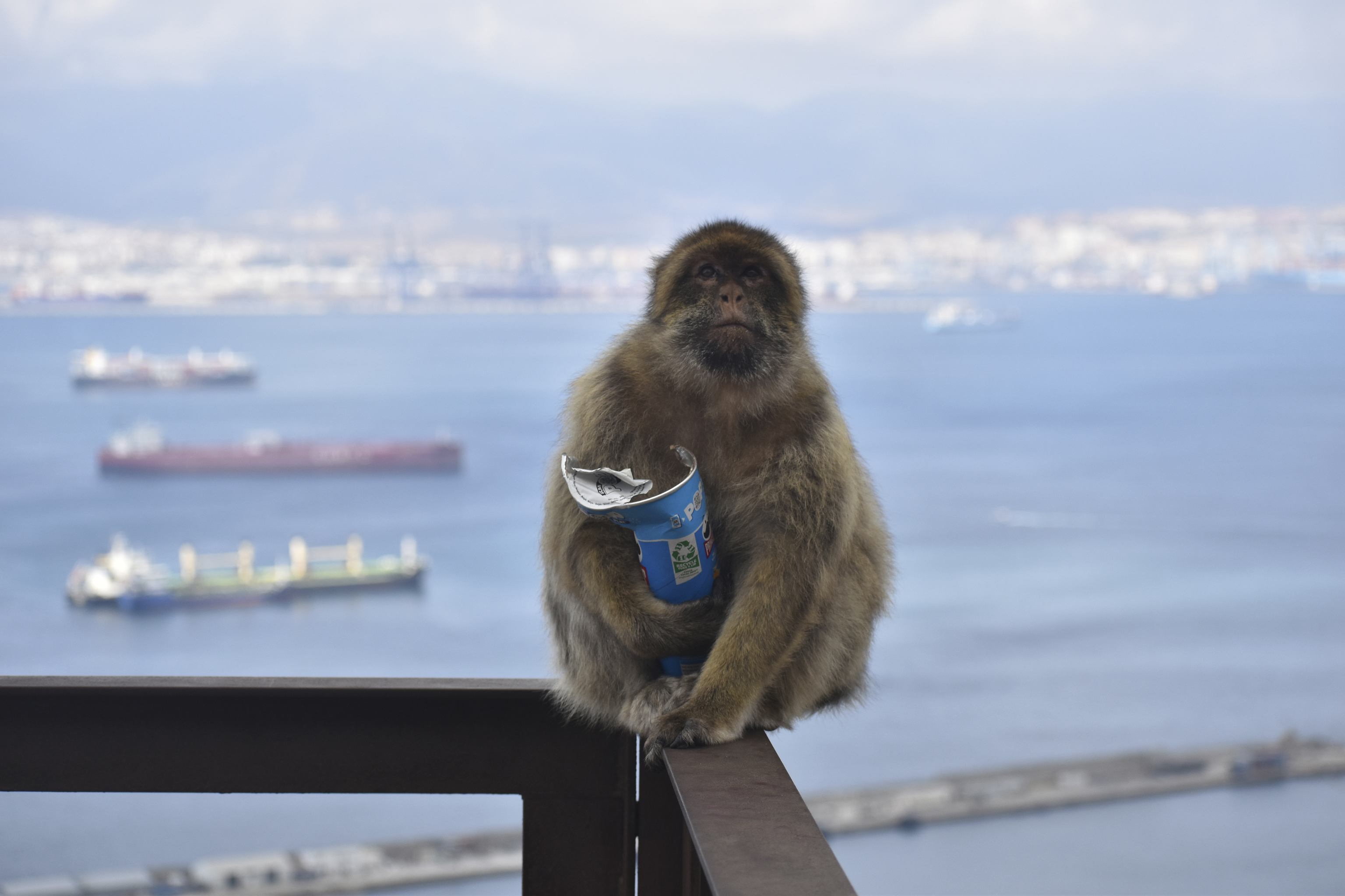 Un macacos de Gibraltar comiendo comida basura.
