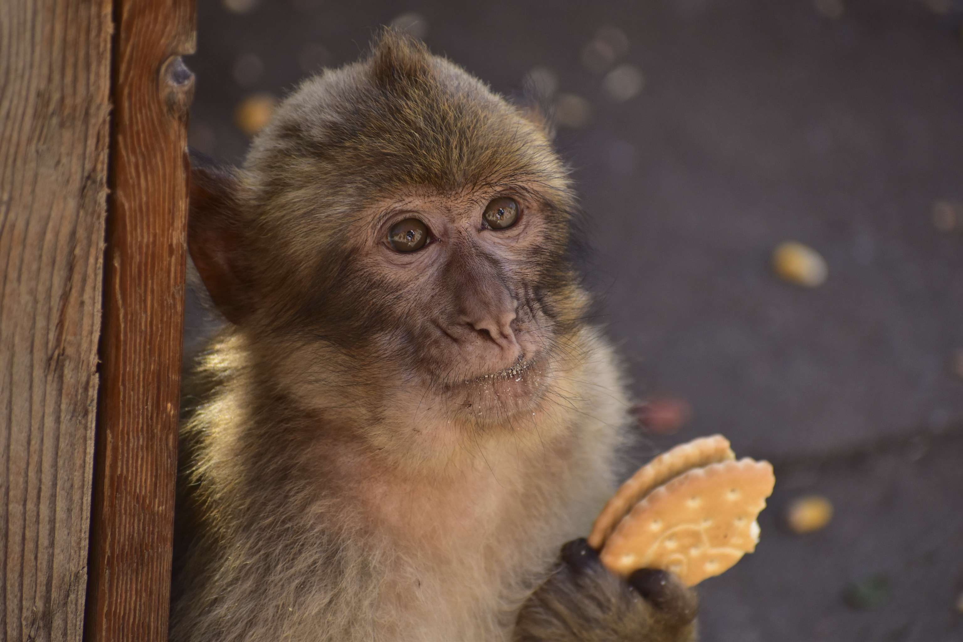 Un macacos de Gibraltar comiendo una galleta.