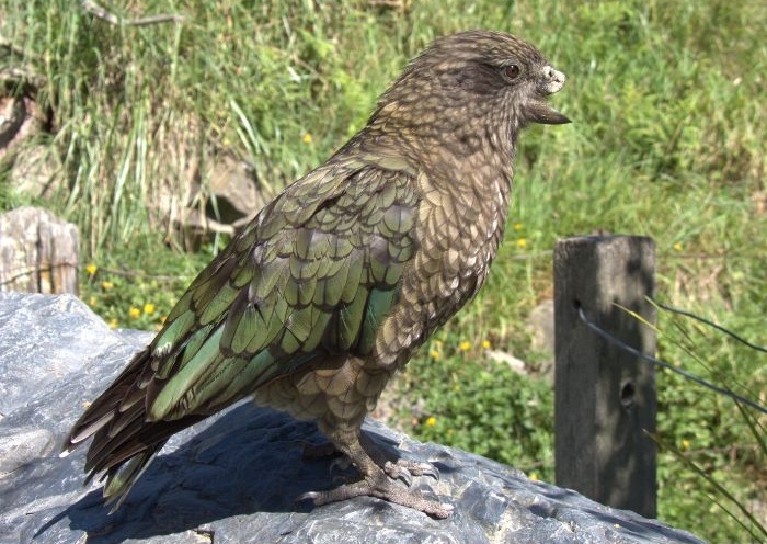 El loro Bruce vive en la Willowbank Wildlife Reserve de Nueva Zelanda