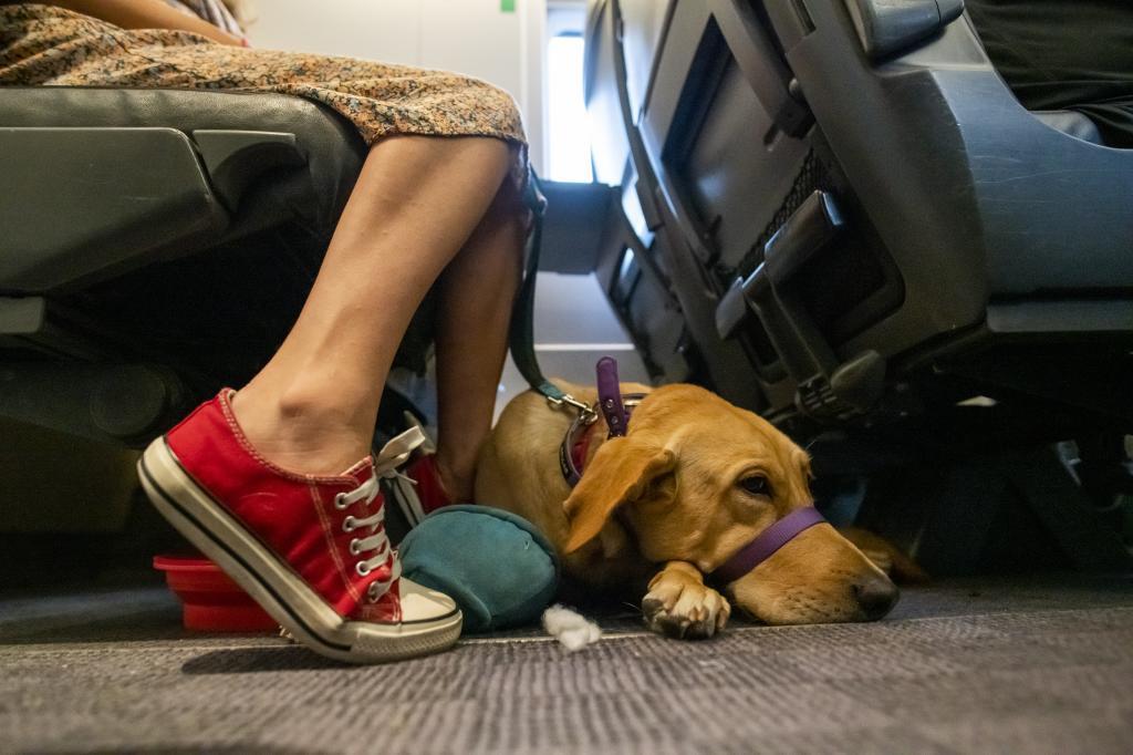 Un perro viaja junto a su dueña