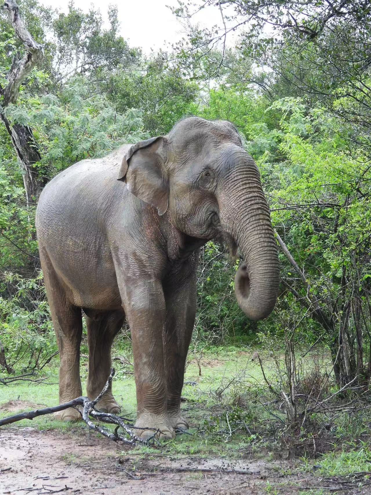 Elefante de Yala