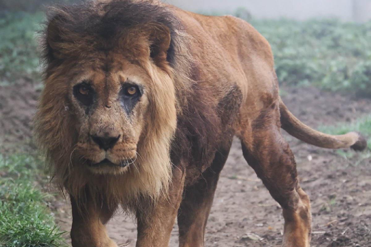 El león Djibo el día que cumplía 27 años.