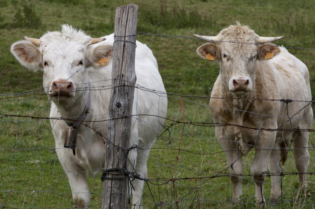 Ganado vacuno en el campo.