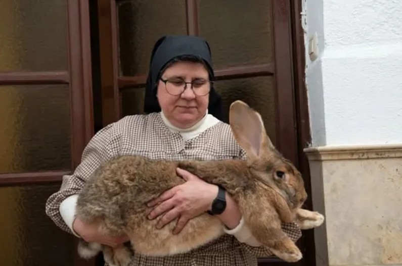 Una de las religiosas posa con uno de los conejos