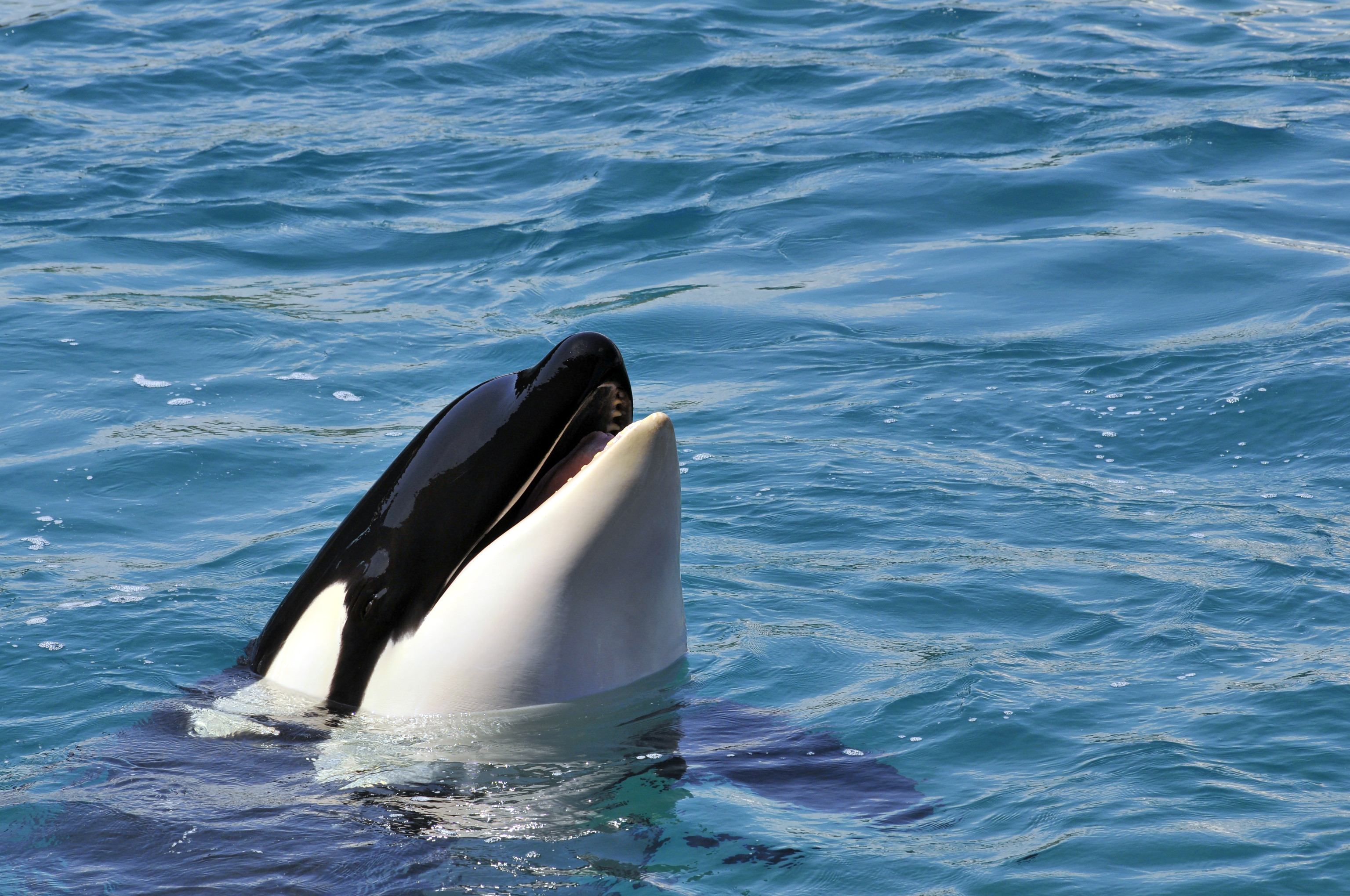 Una orca, cet�ceo odontoceto que pertenece a la familia Delphinidae