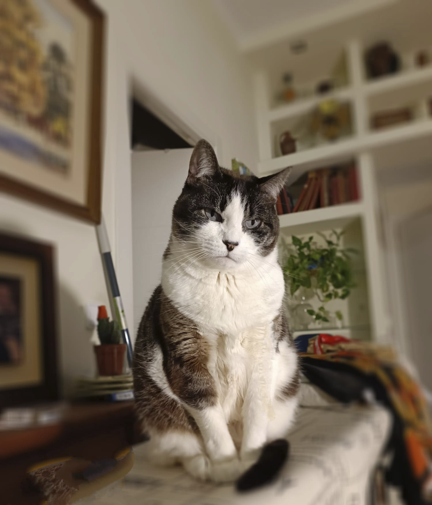 Greta, la gata de Rocío.