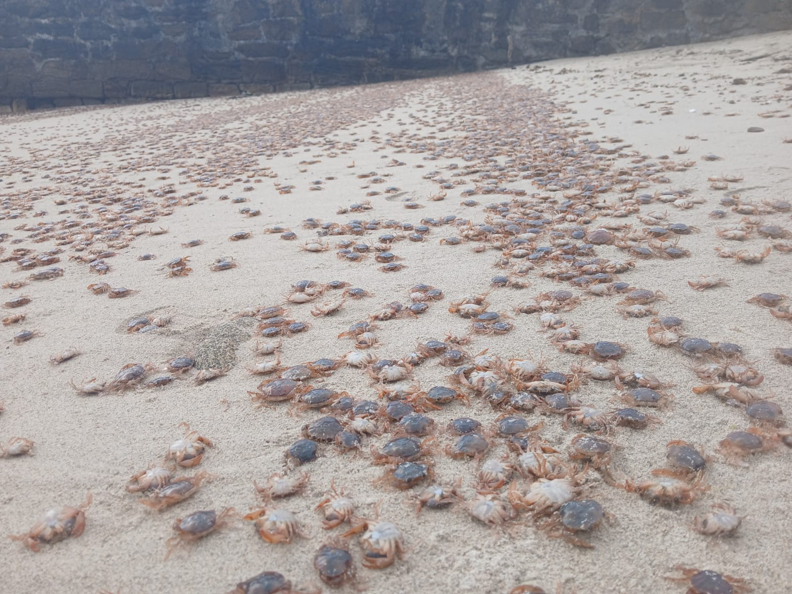 Montones de cangrejos patudos en una playa gallega.