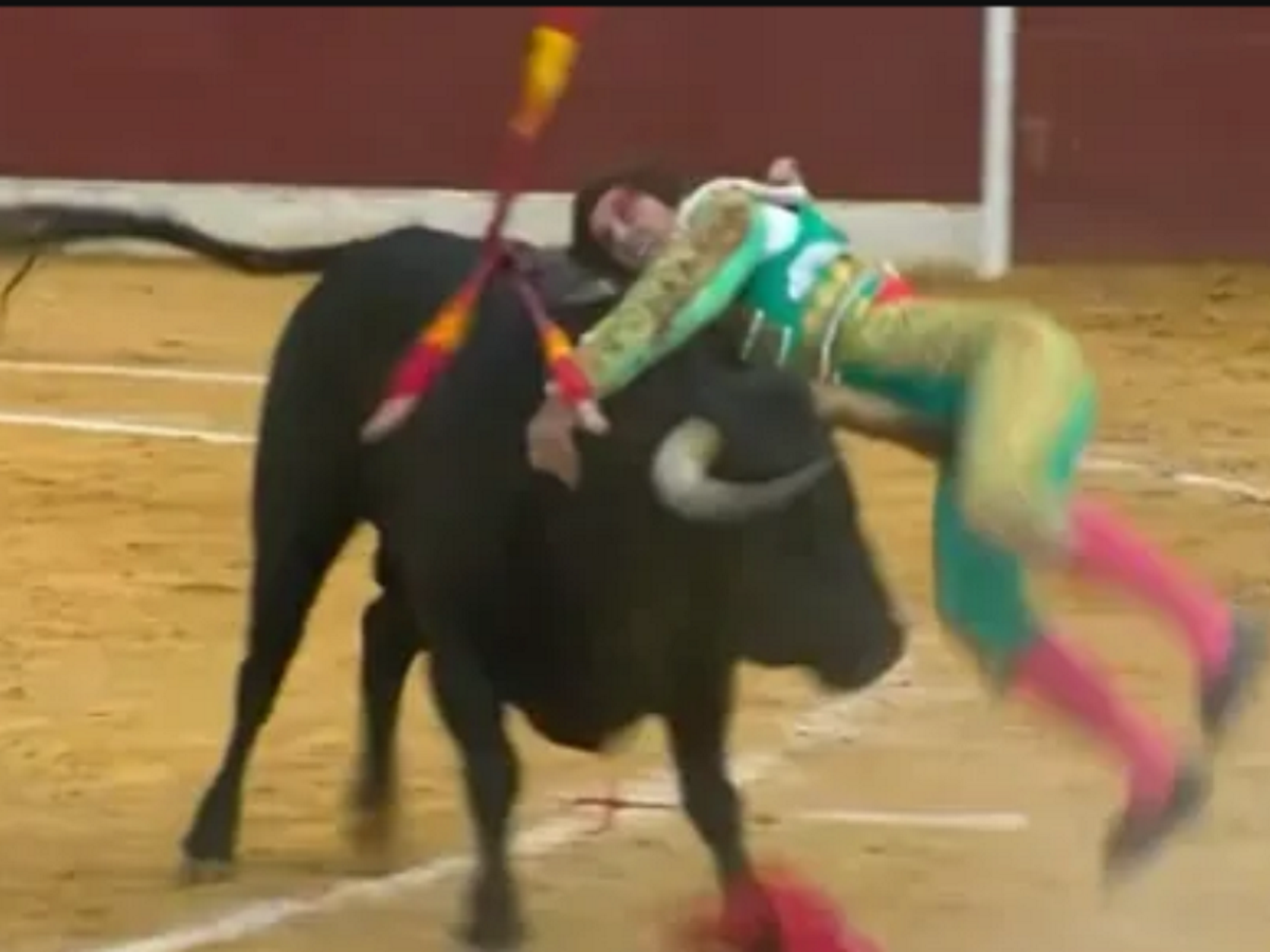 El torero Alberto Durán, en la UCI tras una cornada en el escroto que requirió un bypass vascular — image 4
