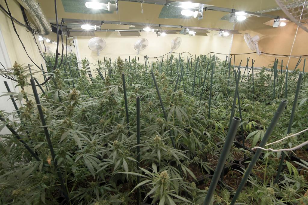 Plantaci�n de marihuana intervenida en el Puerto de Santa Mar�a