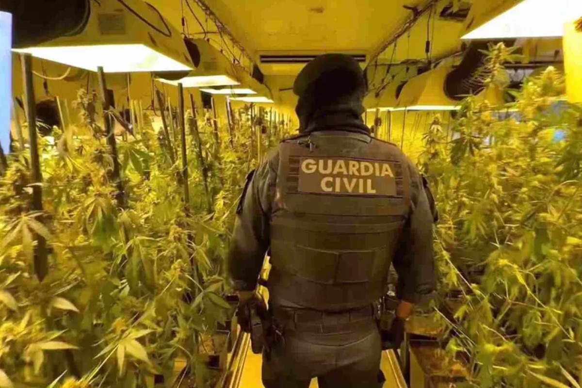 Un agente de la Guardia Civil en una plantaci�n de marihuana de interior.