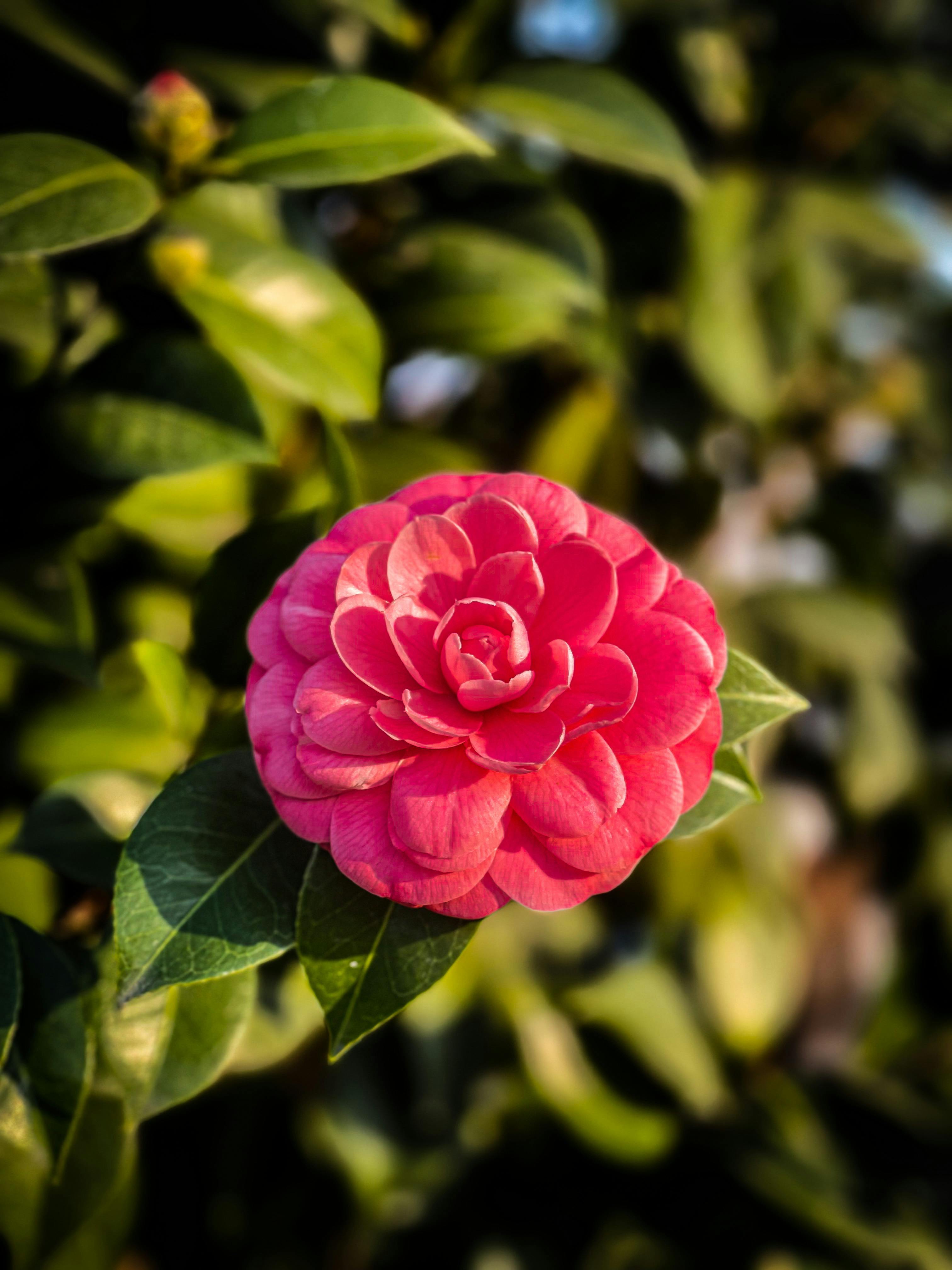 Ni geranios ni buganvillas: �cu�l es la planta con flores llamativas que es ideal para una terraza colorida y elegante?