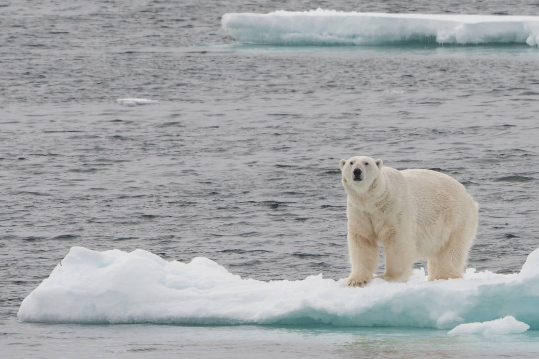 Un oso polar, una de las especies con las que se topan los pasajeros.