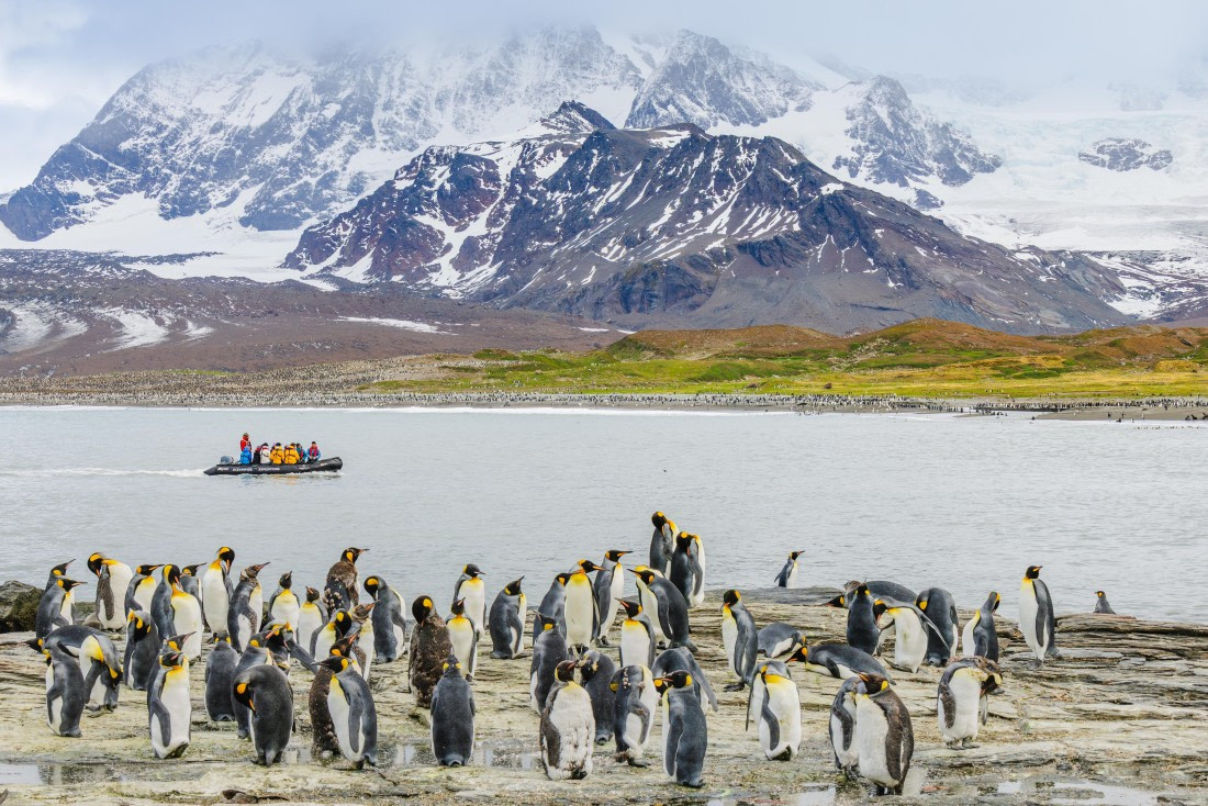 Un zodiac se aproxima a una colonia de pingüinos.