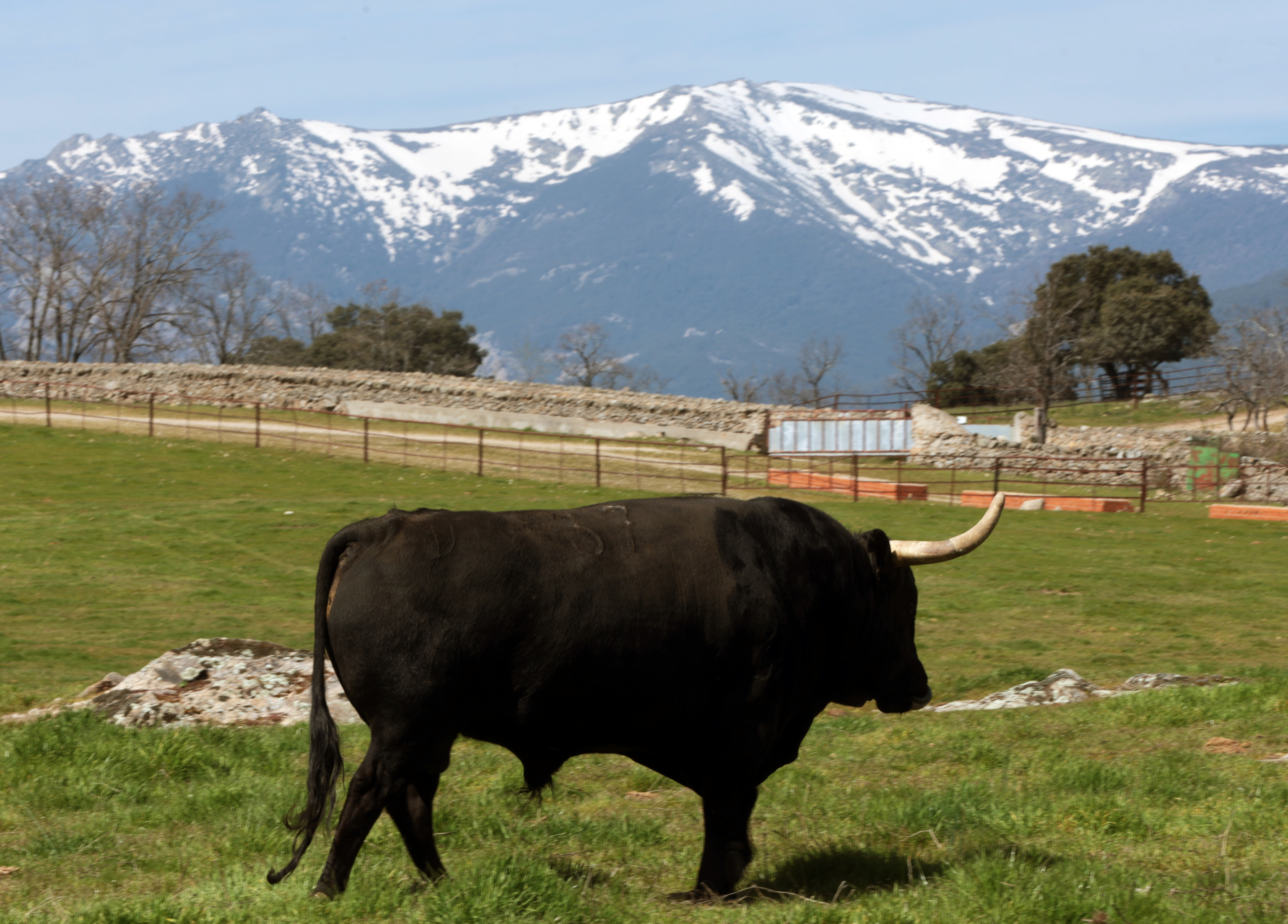 Toro de Victoriano del Río con la sierra nevada al fondo en la primavera temprana