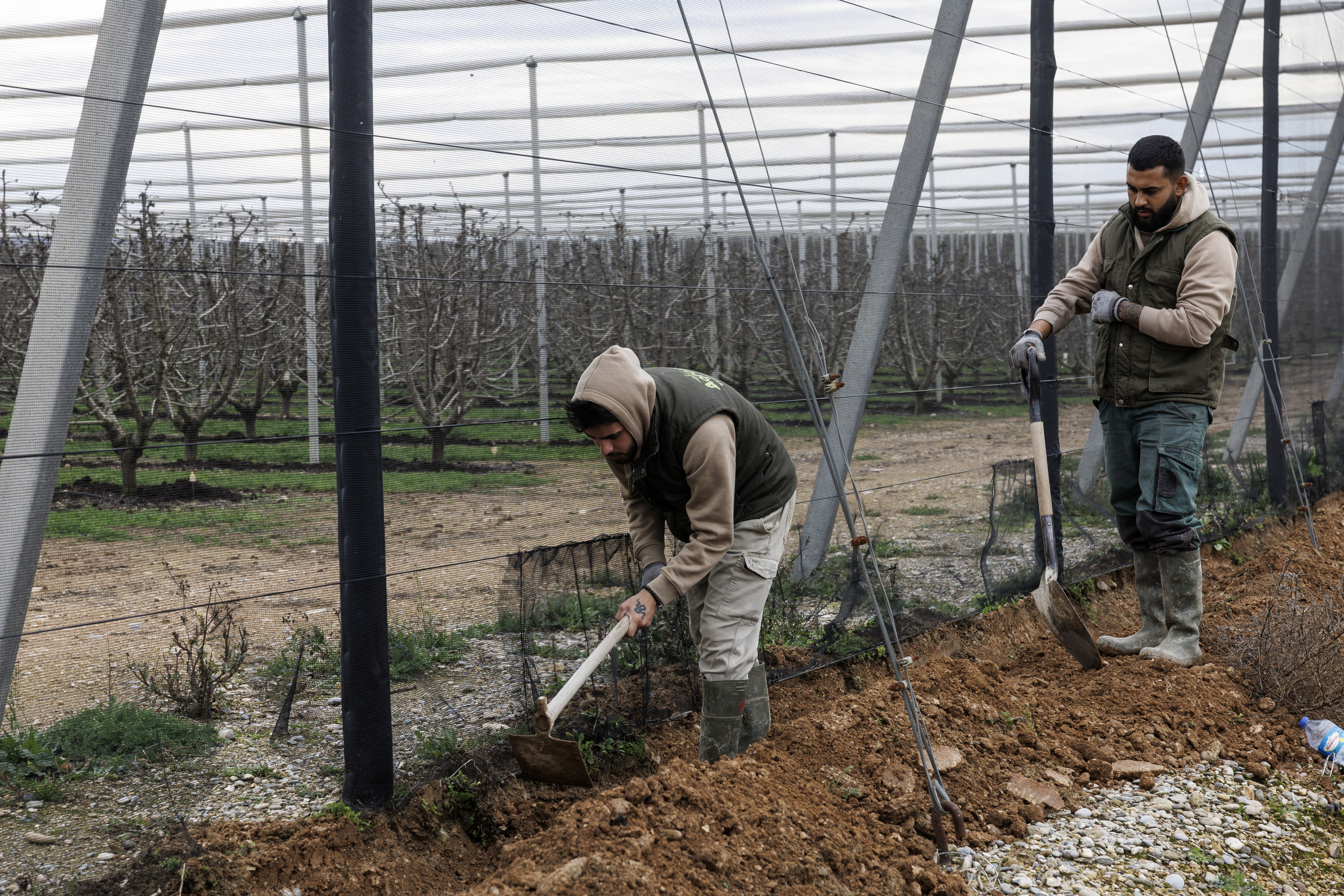 Trabajadores extranjeros realizando labores agricultoras en el campo.
