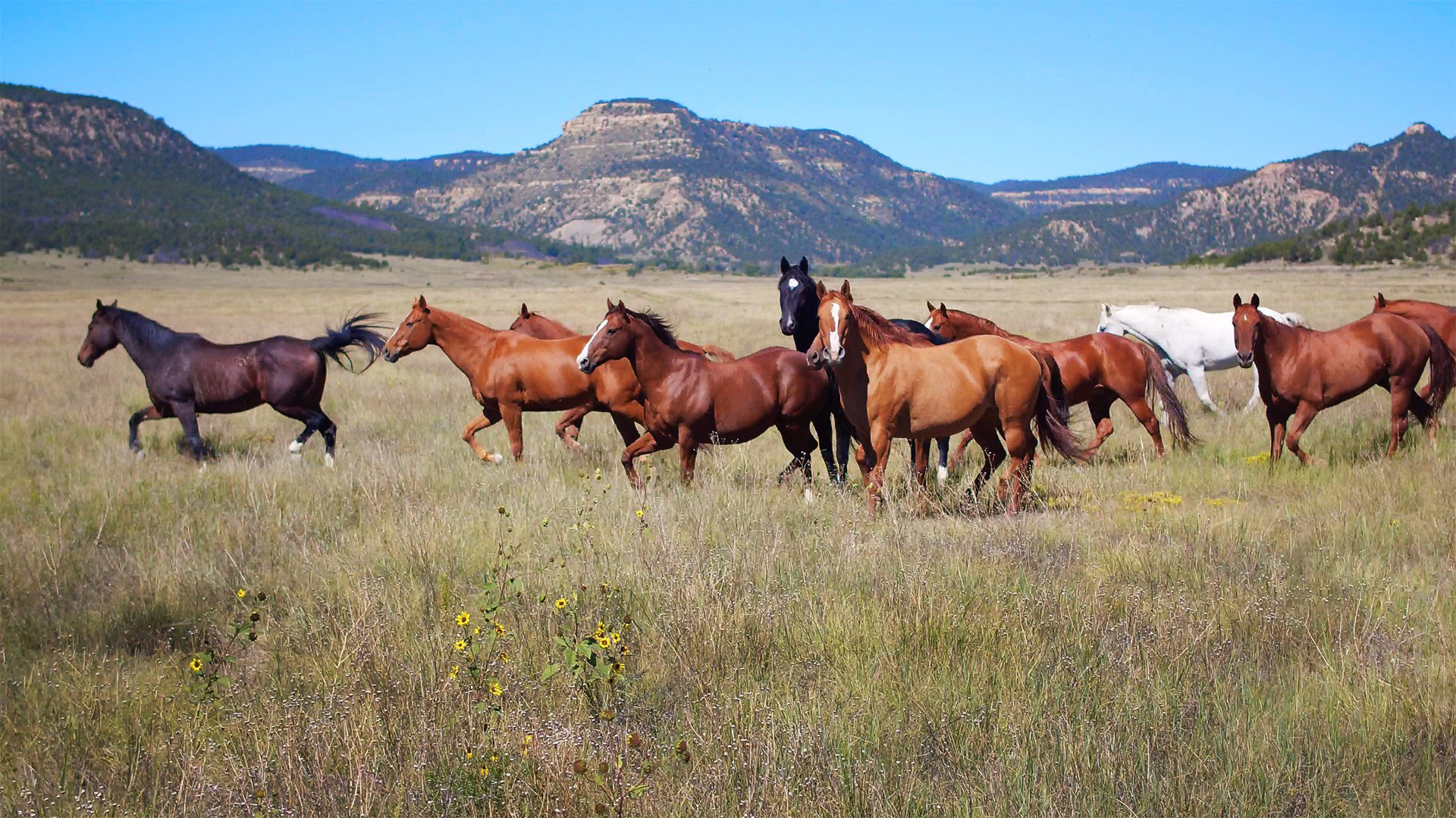 Caballos salvajes que aquí conviven con osos, pumas, alces, ciervos, linces y bisontes.