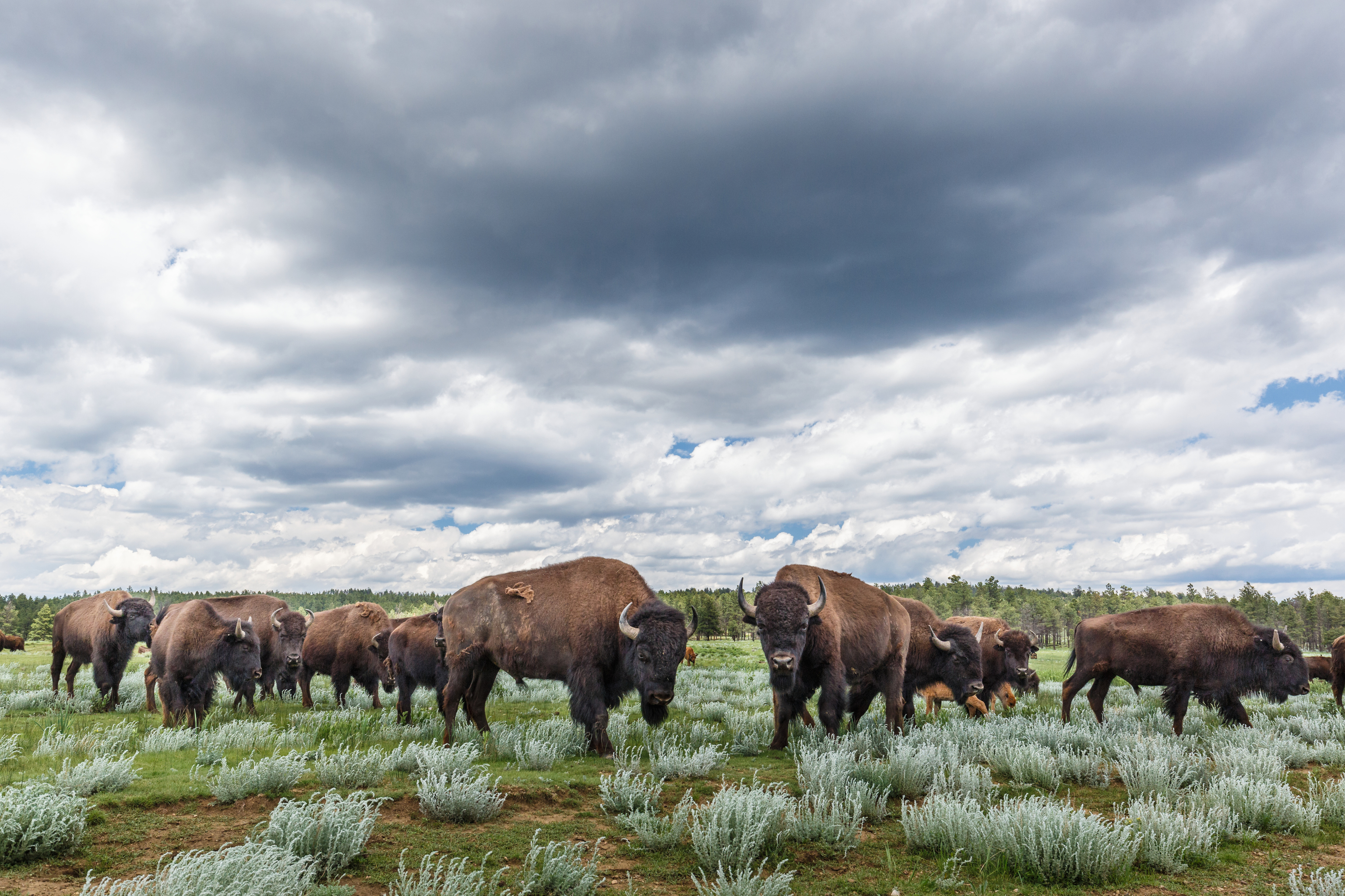 Turner acabaría convirtiéndose en el mayor propietario privado de bisontes del mundo.