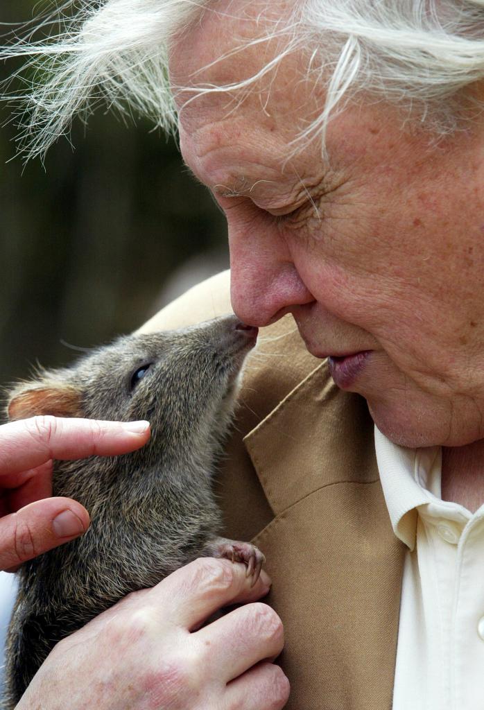 David Attenborough junto a un pequeño marsupial en Australia
